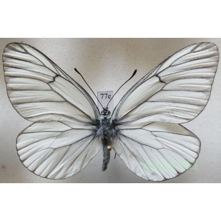 Aporia crataegi (Linnaeus, 1758) male Poland77e